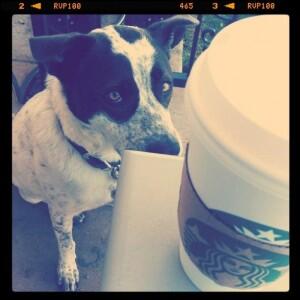 Starbucks Stealing Canine