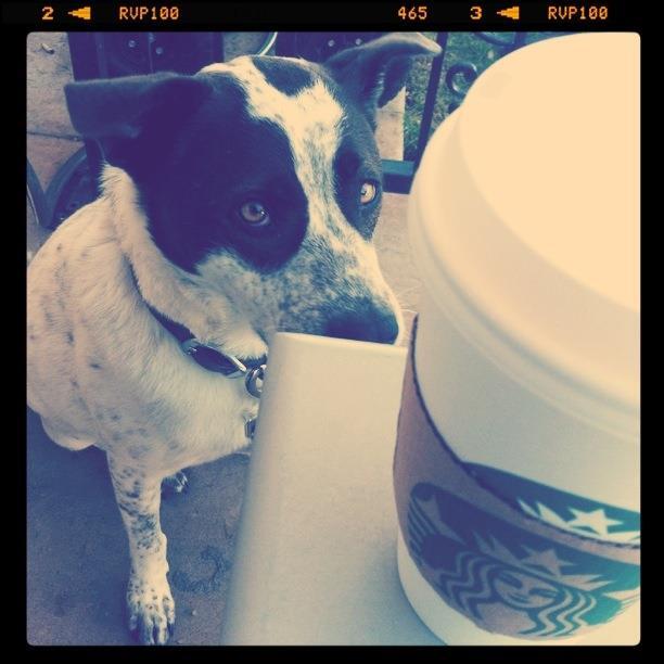Starbucks Stealing Canine