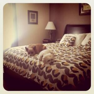 Dogs on the Bed